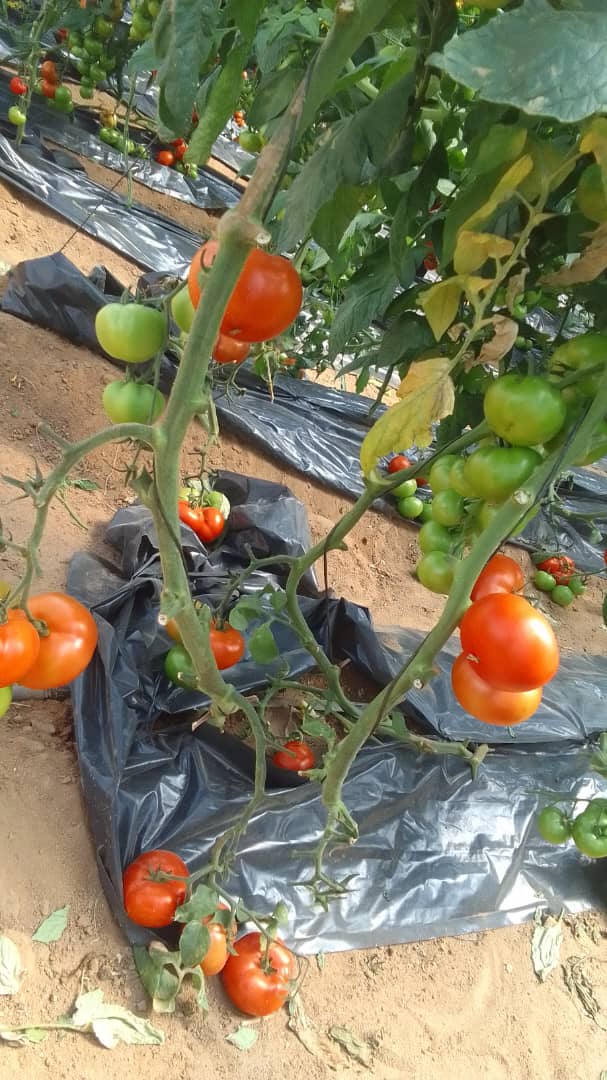 Fresh greenhouse tomatoes