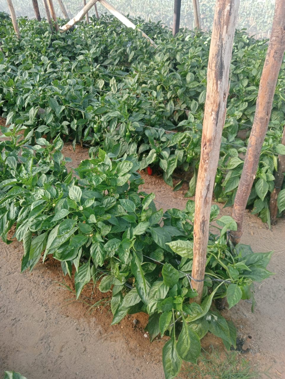 Greenhouse peppers — Gorudo Investments