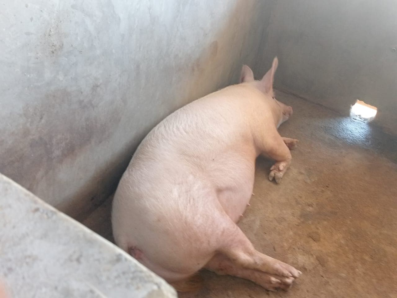 Gorudo piggery division