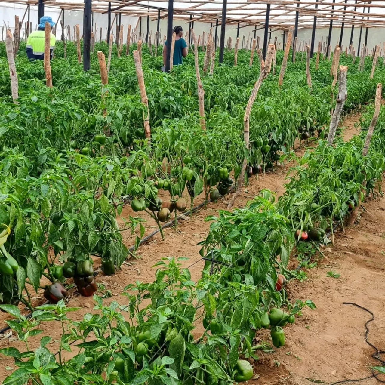 Gorudo Investments team tending greenhouse crops