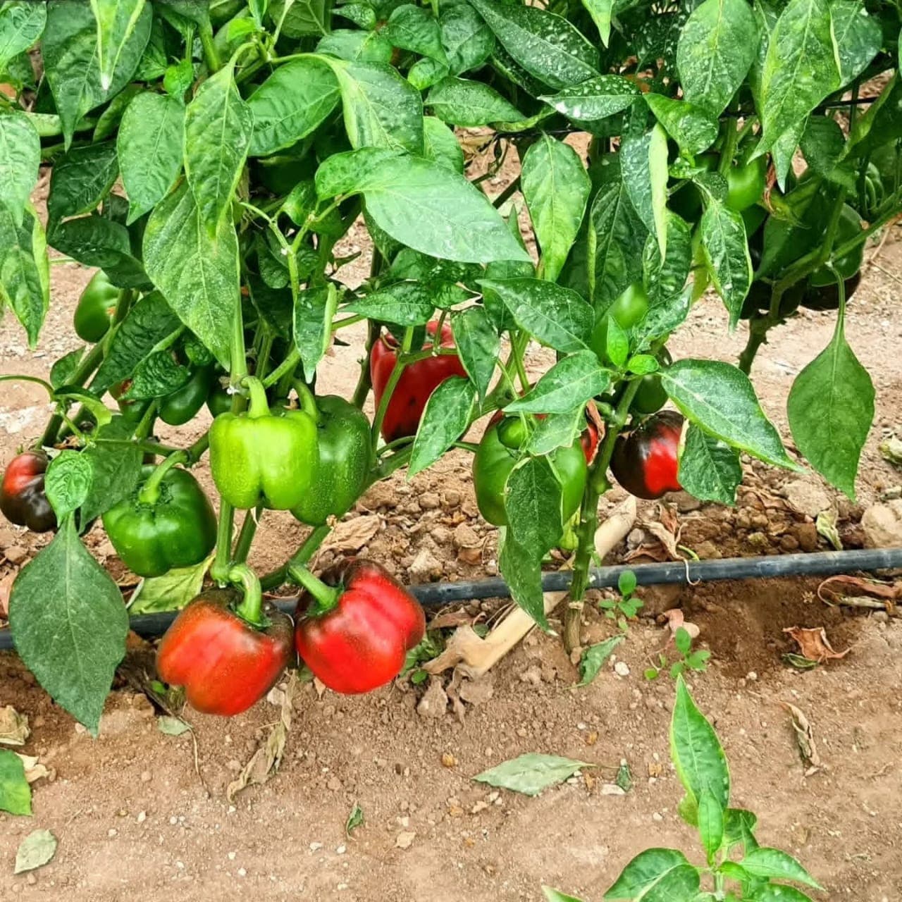 Fresh bell peppers on the vine — Gorudo horticulture